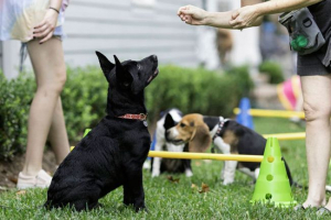 Kako trenirati i podići savjete za film Kako trenirati i podići savjete za film